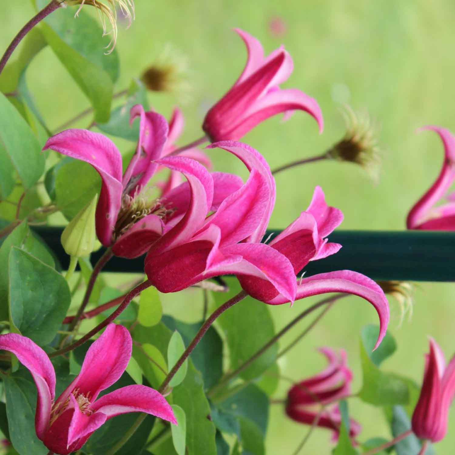Clematis tex.'Princess Diana' C2,3 60- 100
