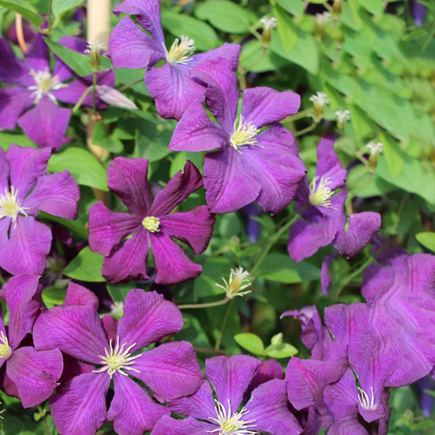 Clematis viticella 'Etoile Violette' C2,3 60- 100
