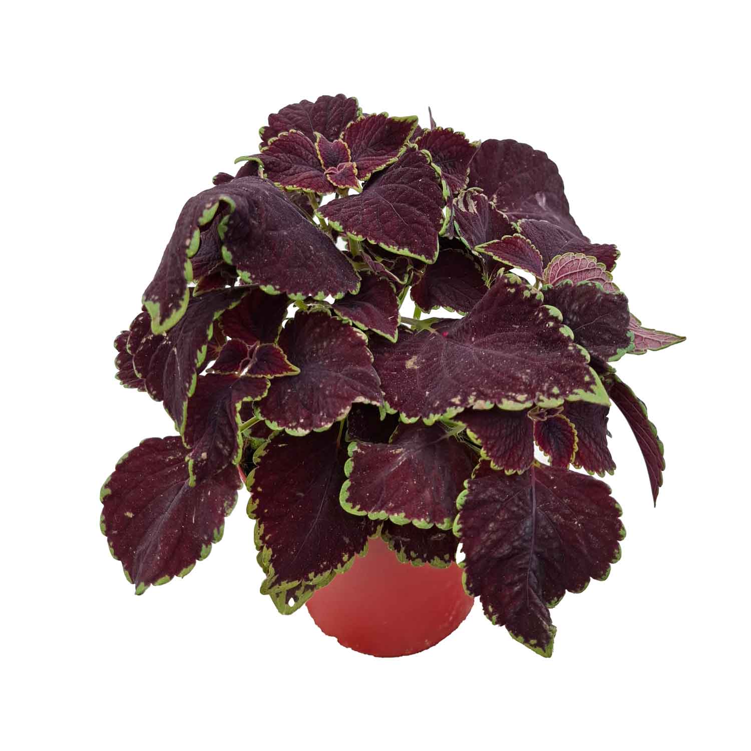 COLEUS BUSH D14
