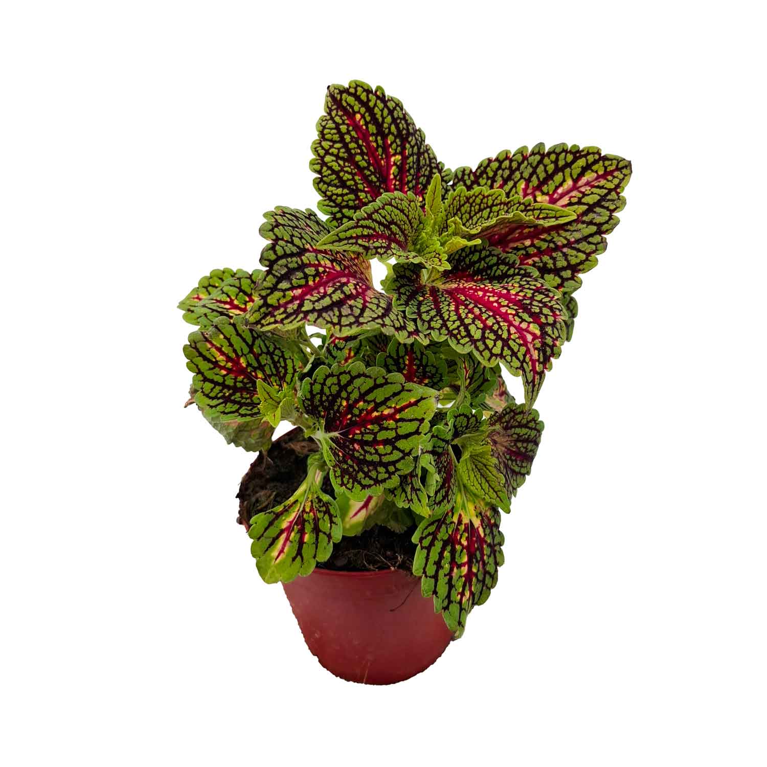 COLEUS BUSH D14