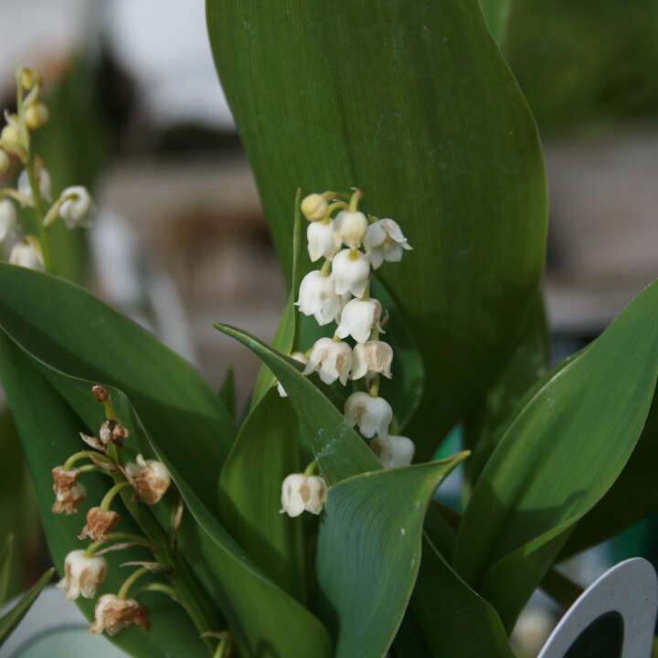 Convallaria majalis P9