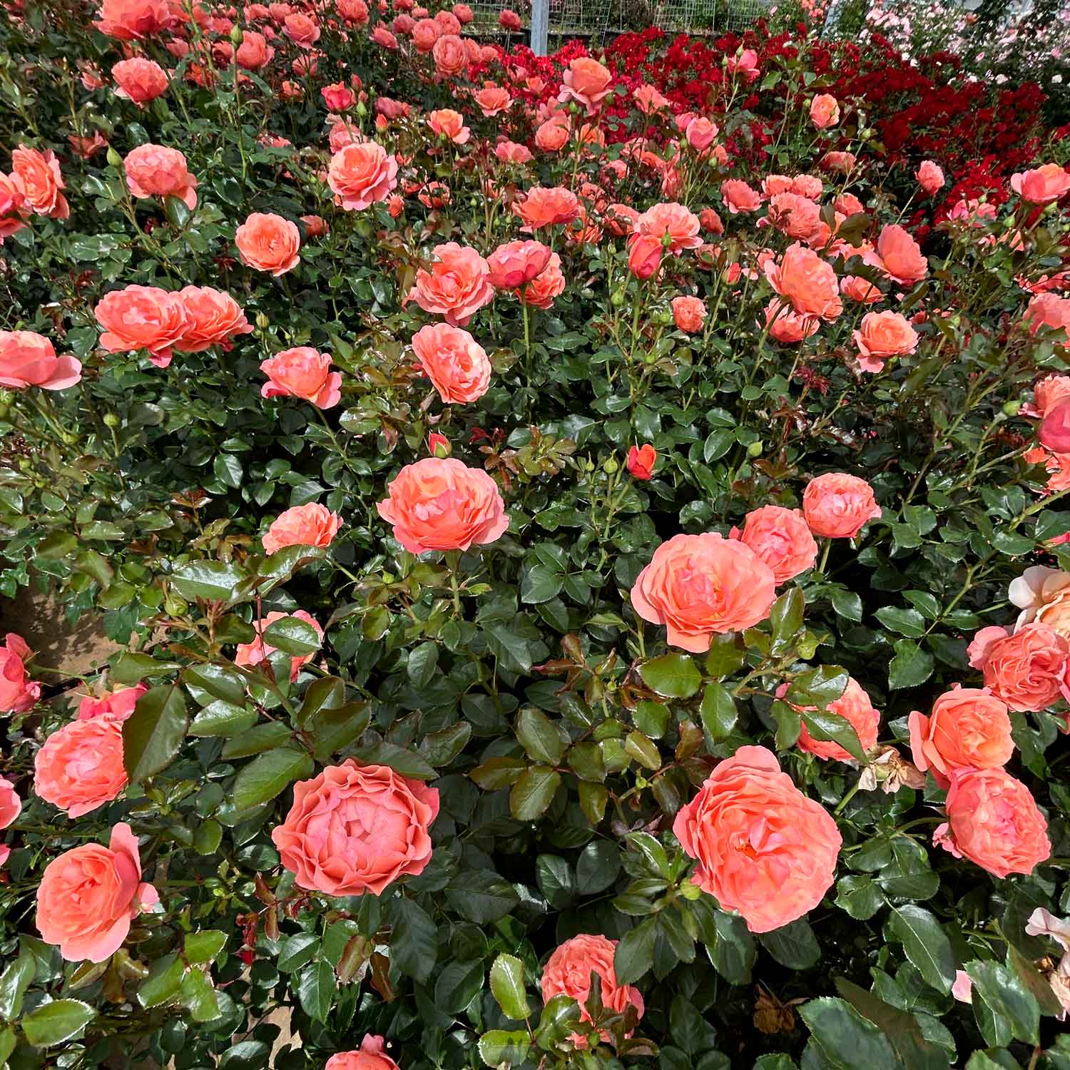 Rose Coral Lions-Rose