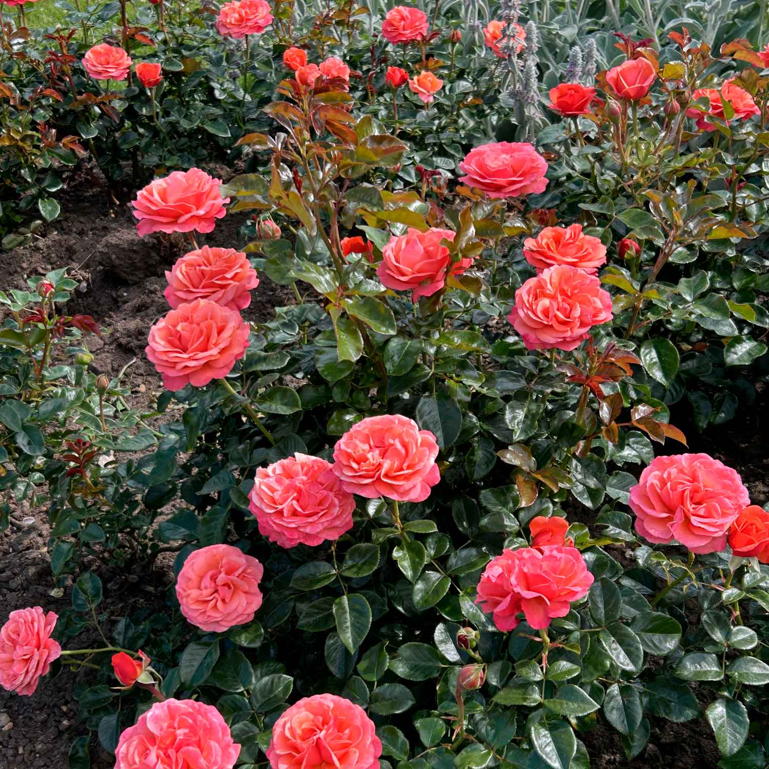 Rose Coral Lions-Rose
