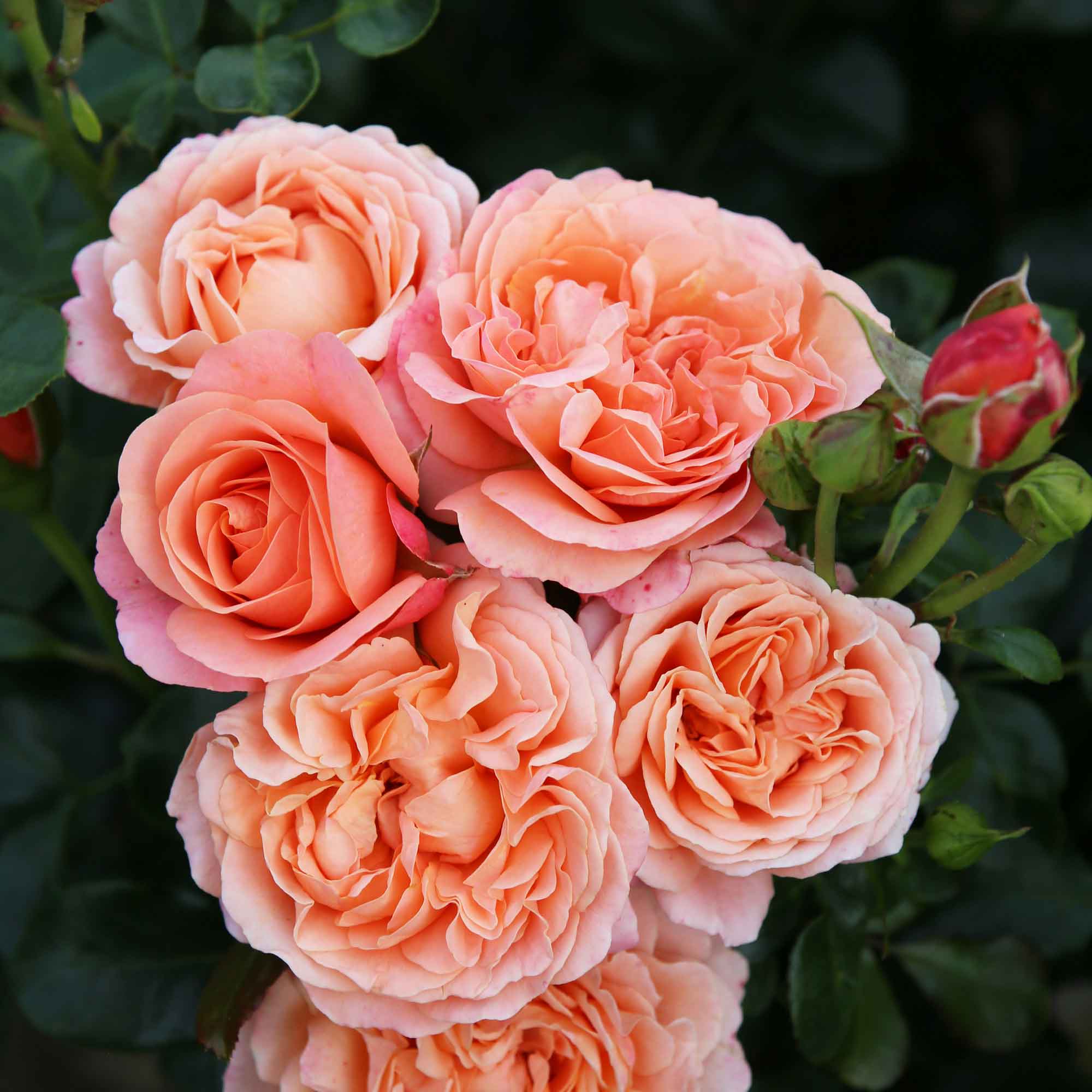 Rose Coral Lions-Rose