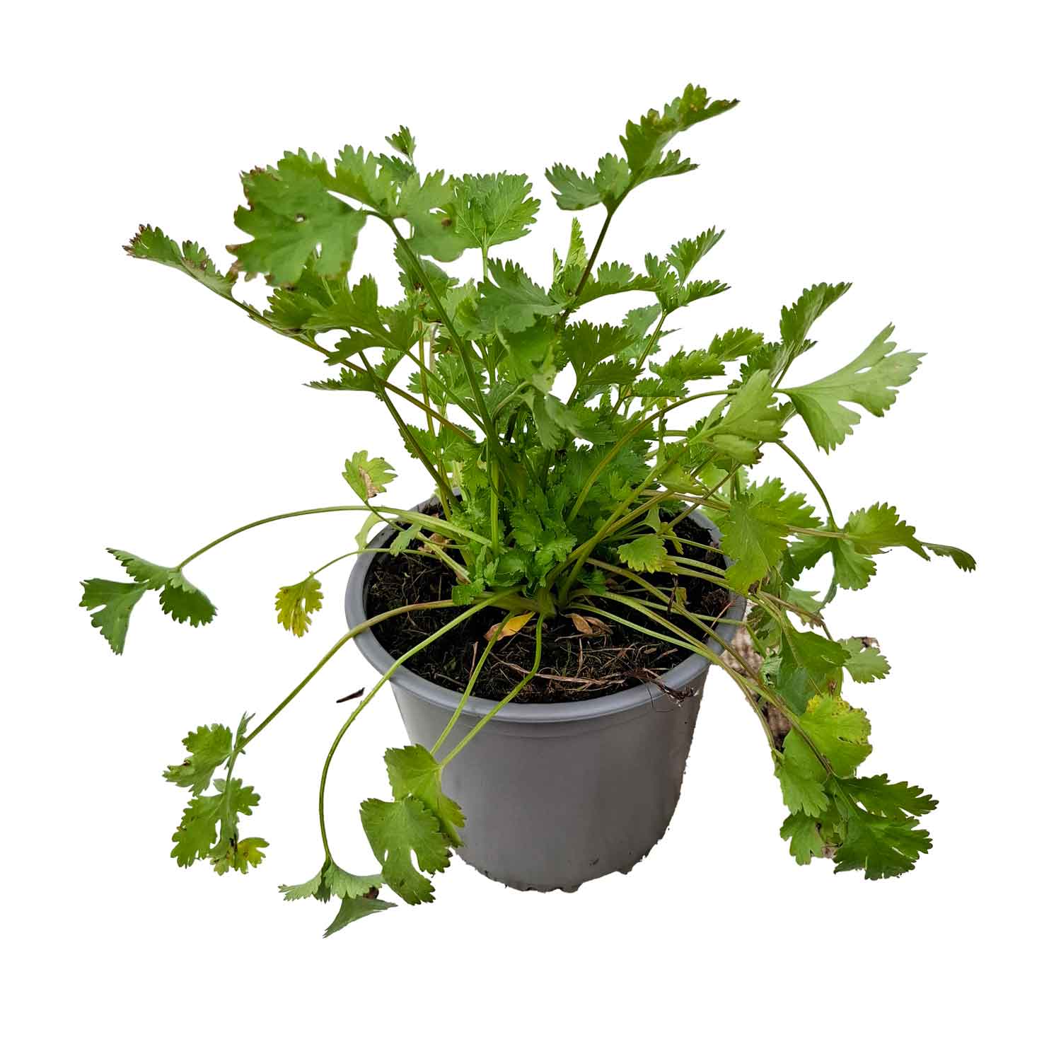 CORIANDER SATIVUM BUSH D14