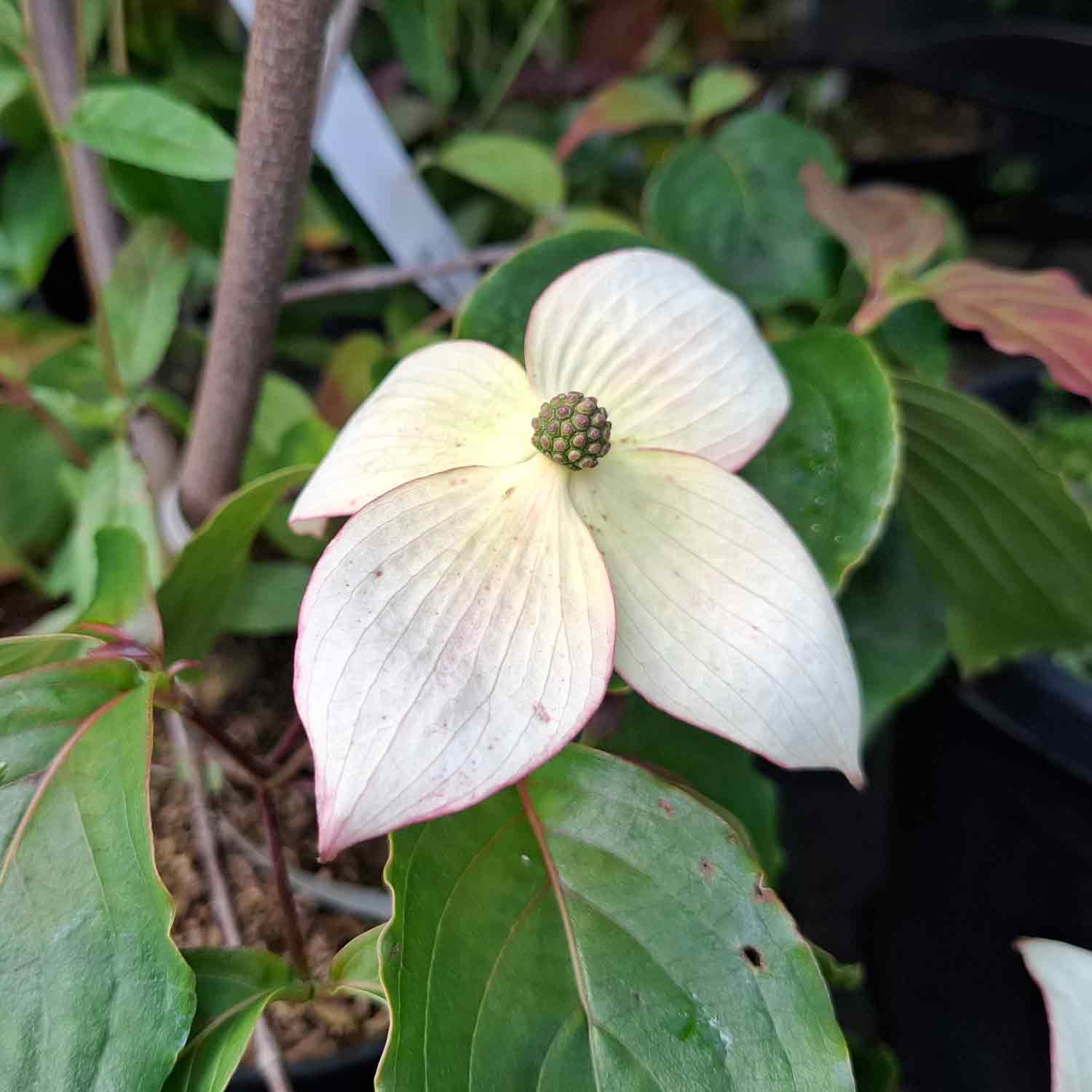 Cornus kousa 'Copacabana' 7,5L