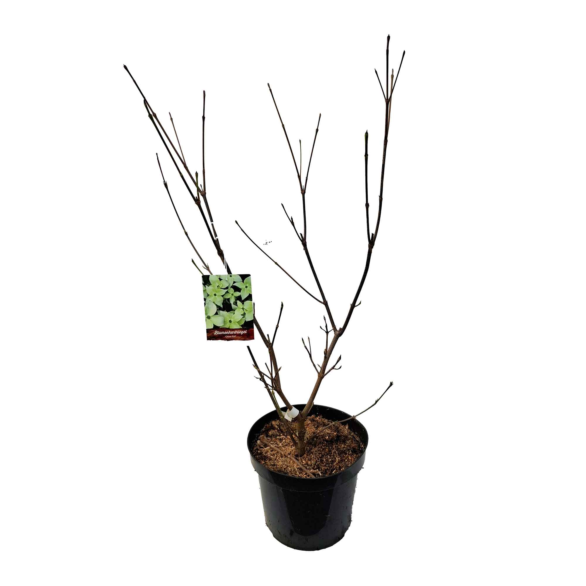 Cornus kousa 'China Girl' 7,5L