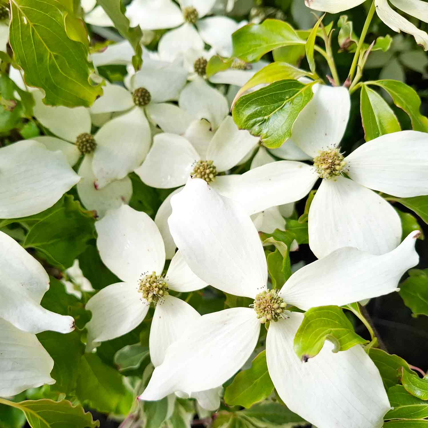 Cornus kousa 'Nicole' 7,5L