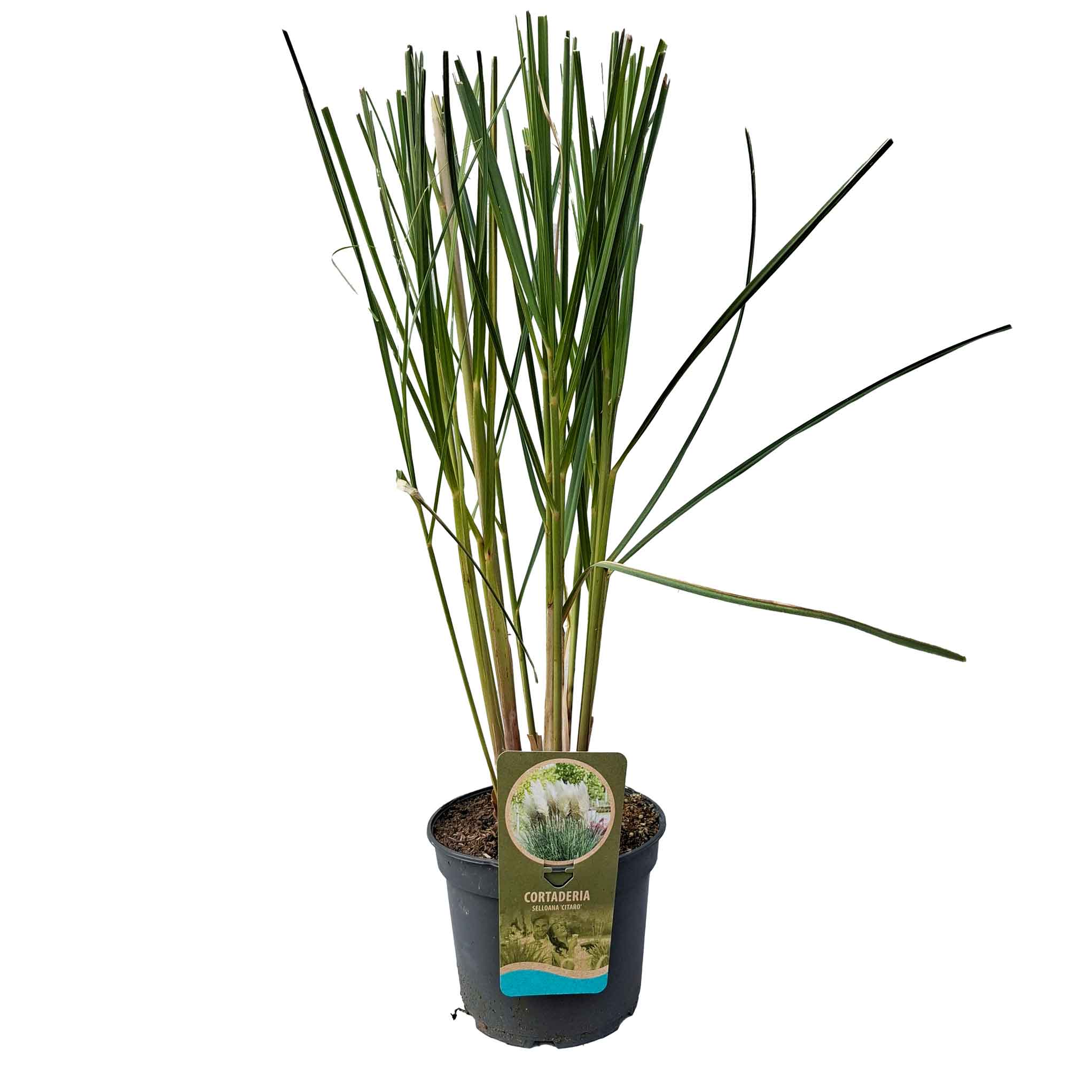 Cortaderia s. 'Citaro' C5