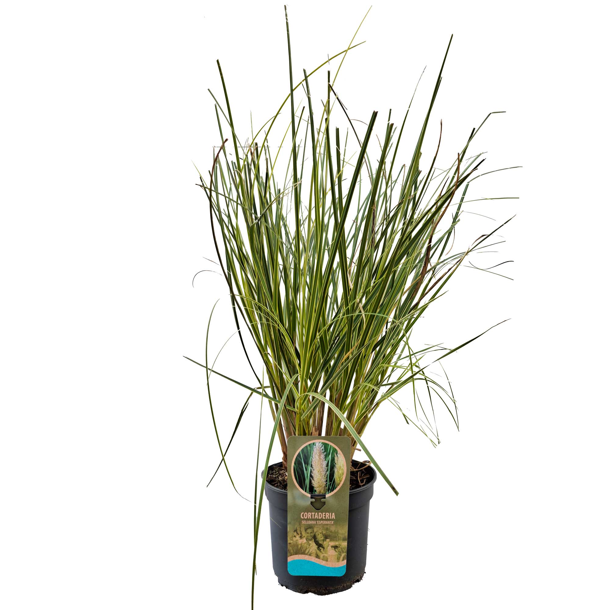 Cortaderia s 'Esperanta' C5