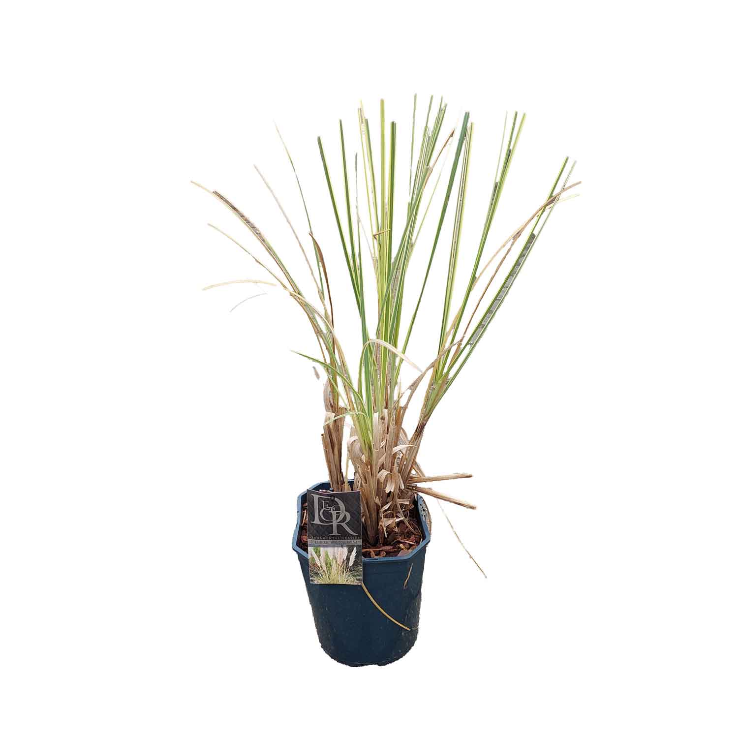 CORTADERIA SELL "Mini Goldpampas" P23