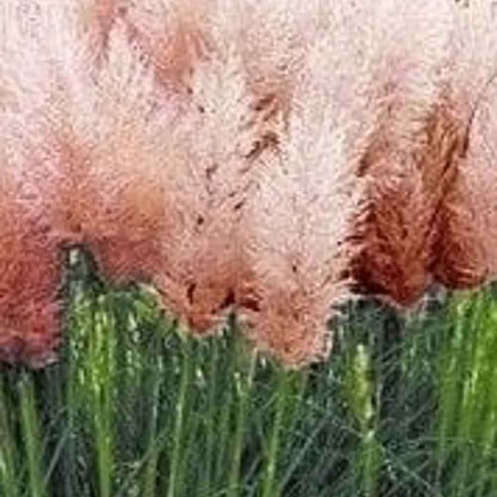 Cortaderia sell. 'Rosea' 2L