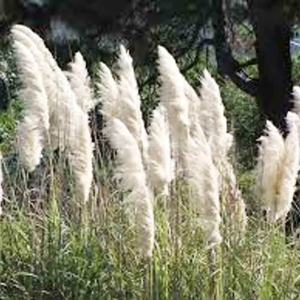 Cortaderia selloana 2L