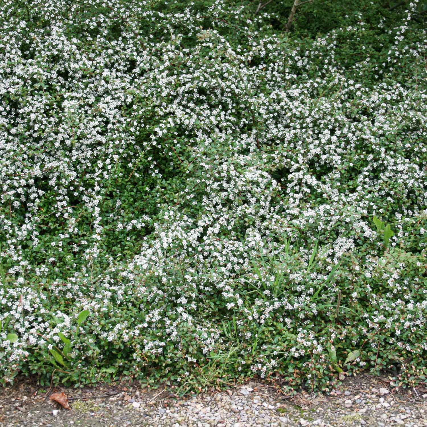 Cotoneaster Coral Beauty 13 cm Potte