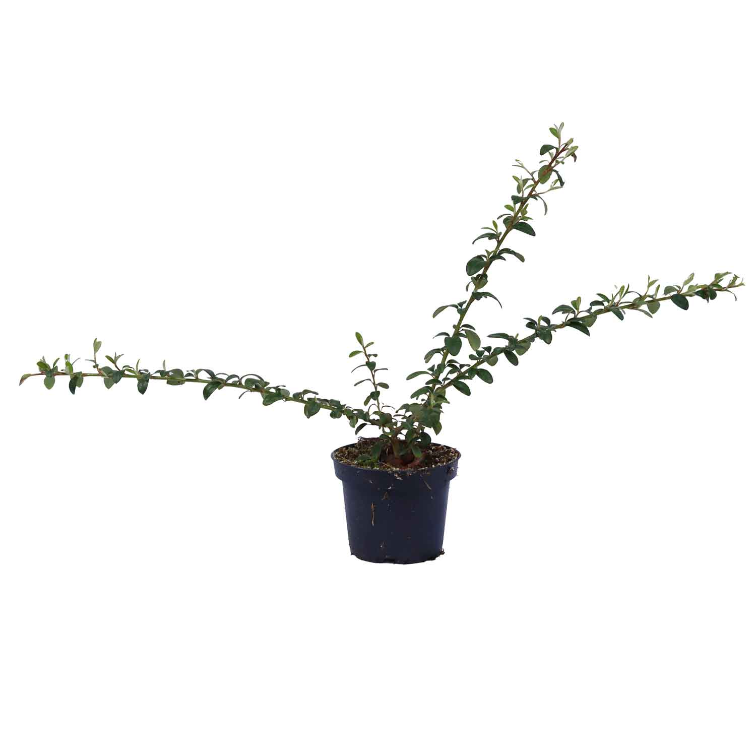 Cotoneaster Coral Beauty 10 cm. pott.