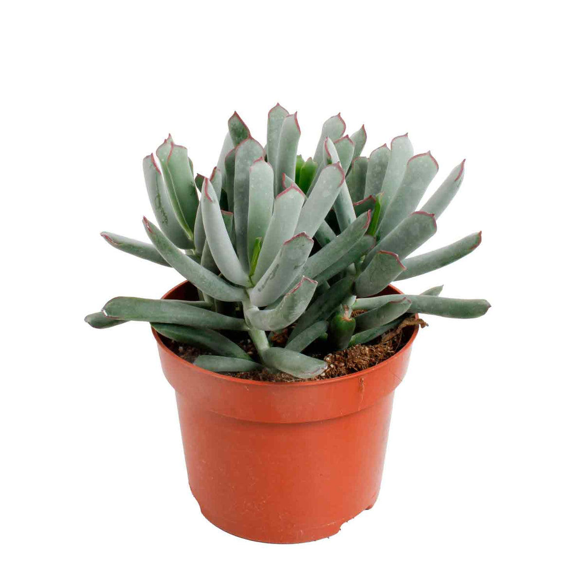 Cotyledon 'Octopus' 12cm
