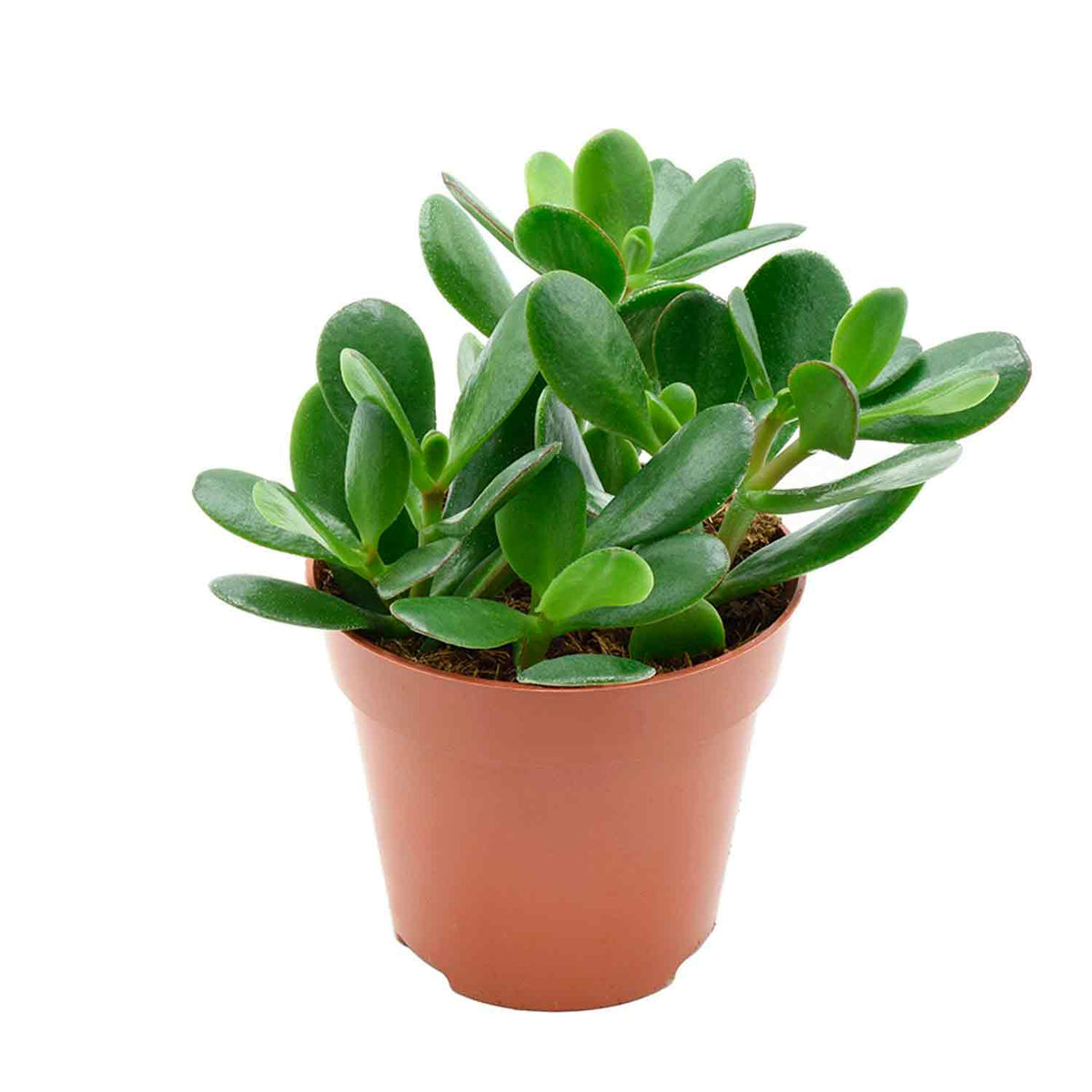 Crassula ovata 12cm