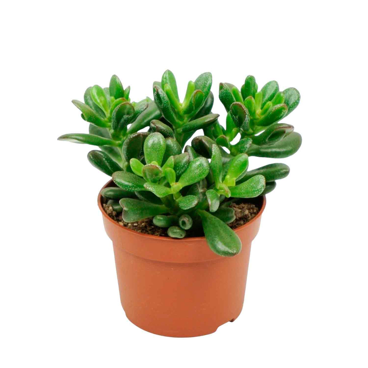 Crassula ovata 'Gandalf' 10,5cm