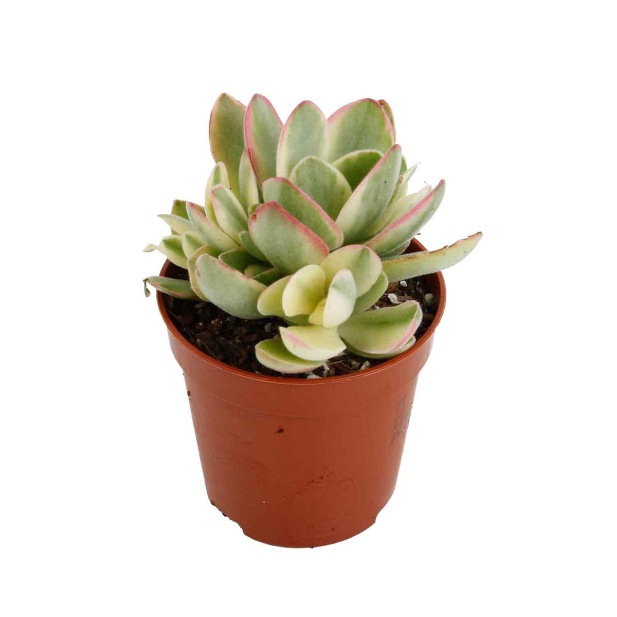 Crassula Moneymaker Variegata 5,5cm