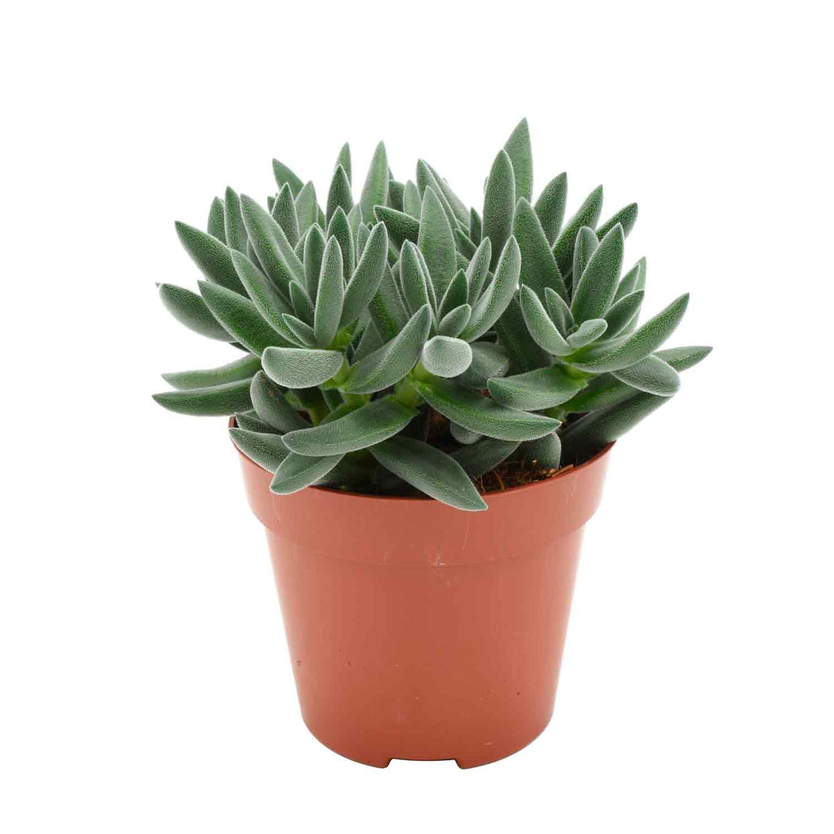 Crassula Tarantula 12cm