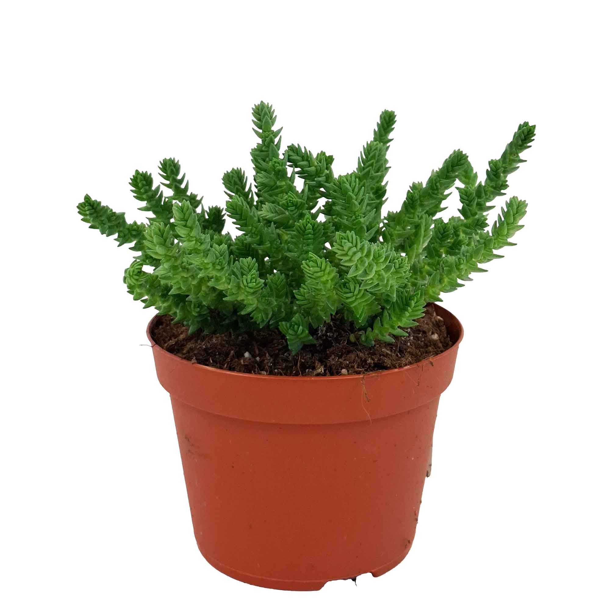 Crassula lycopodioides 11cm