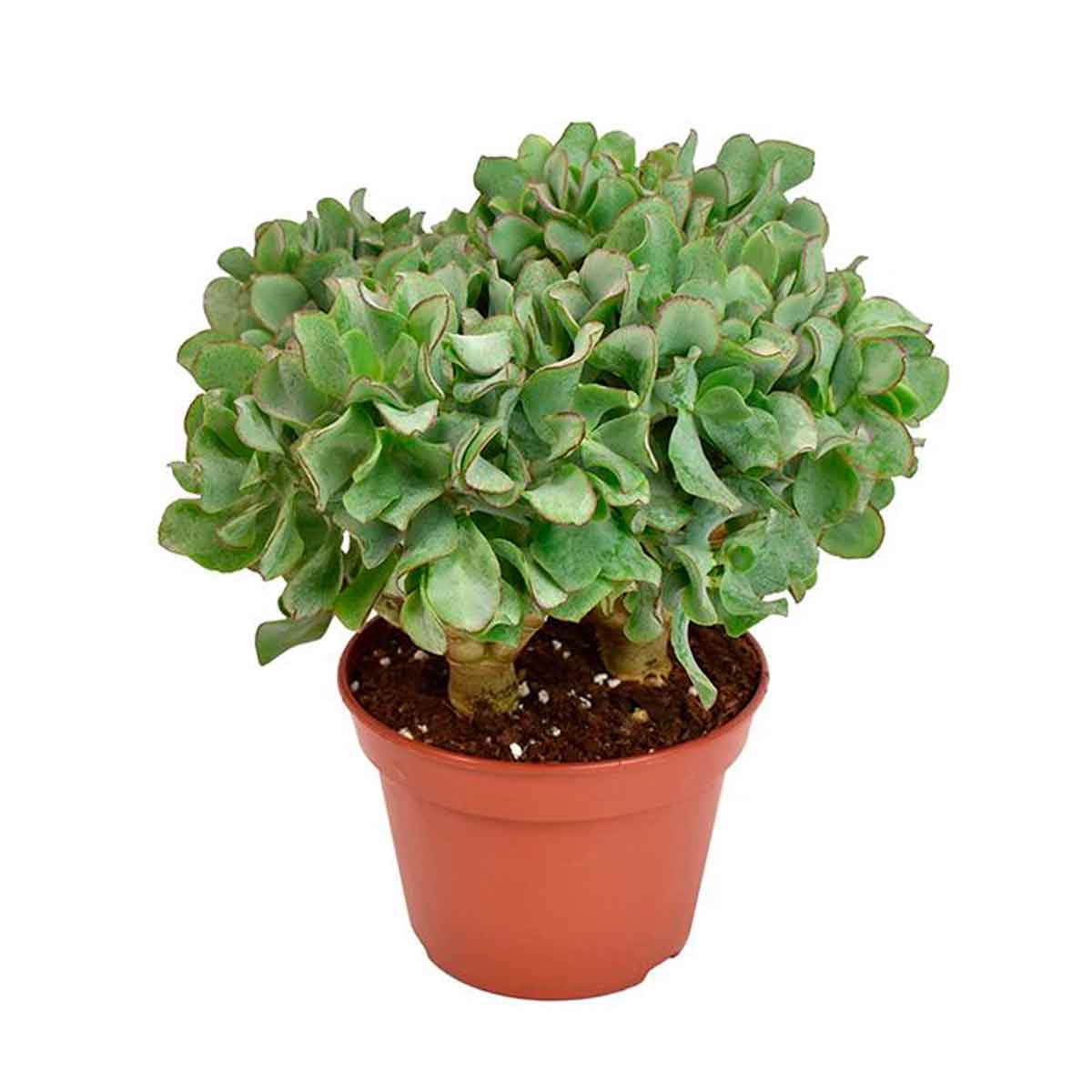 Crassula arb. subsp. undulatifolia 10.5cm