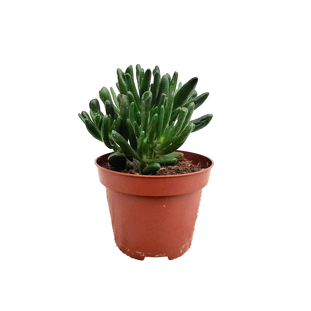Crassula ovata 'Hobbit' 10,5cm