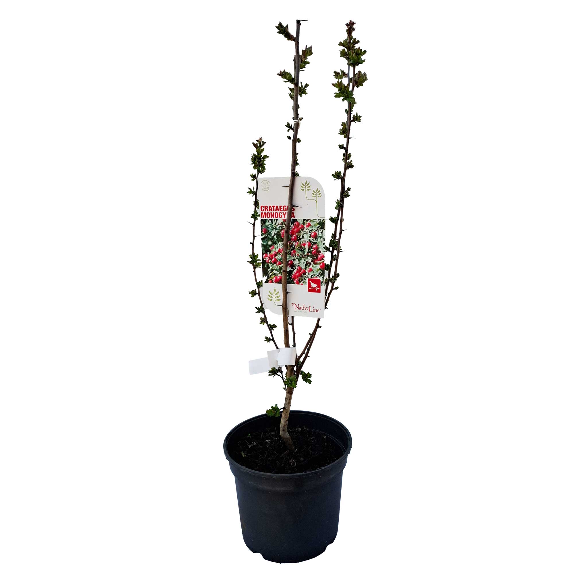 Crataegus monogyna C3 40-60 CM