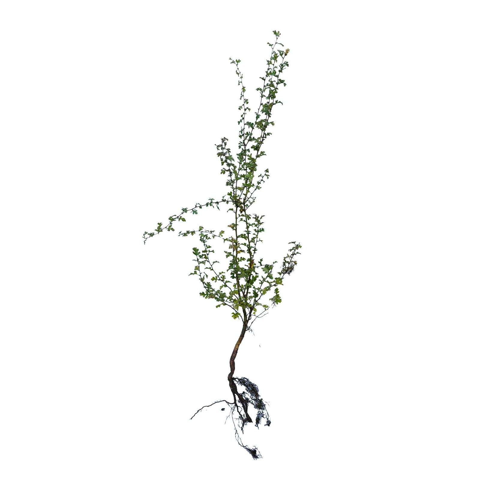 Hvidtjørn - Crataegus monogyna 1/1 50-80cm