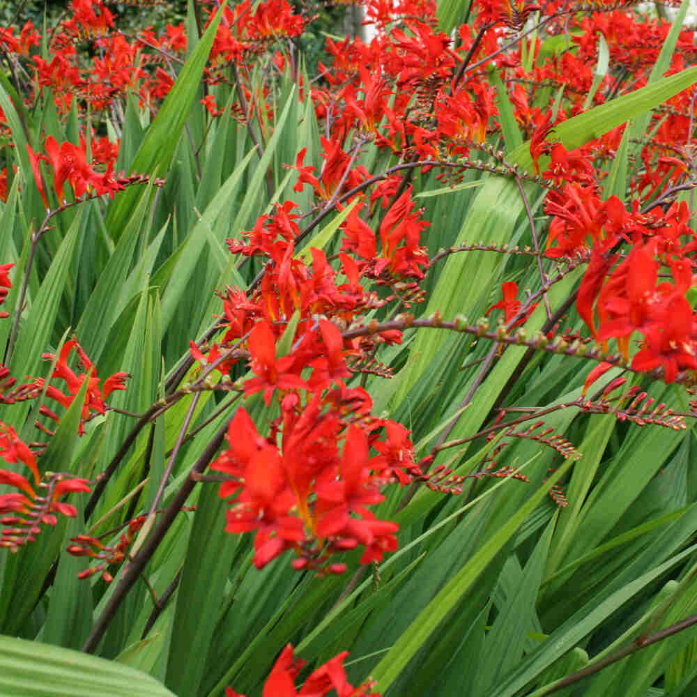 Crocosmia hybrid. 'Lucifer' 1L