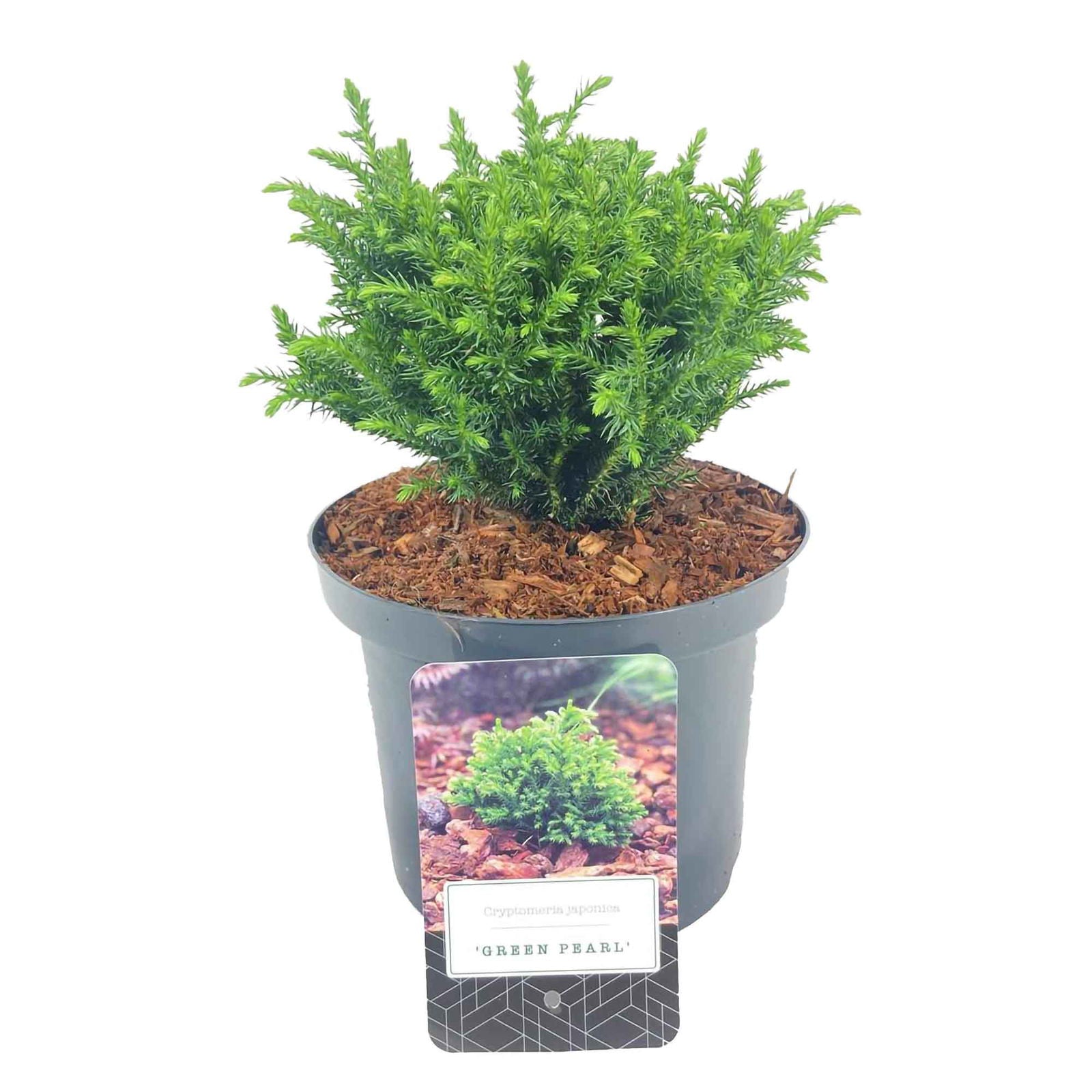 Cryptomeria j. 'Grön pärla' c2.5
