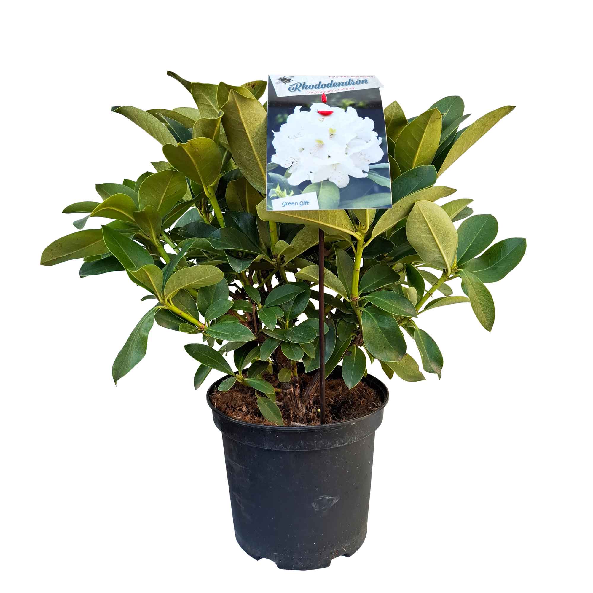 Rhododendron 'Cunningham's Fat Boy' 30/40 C5