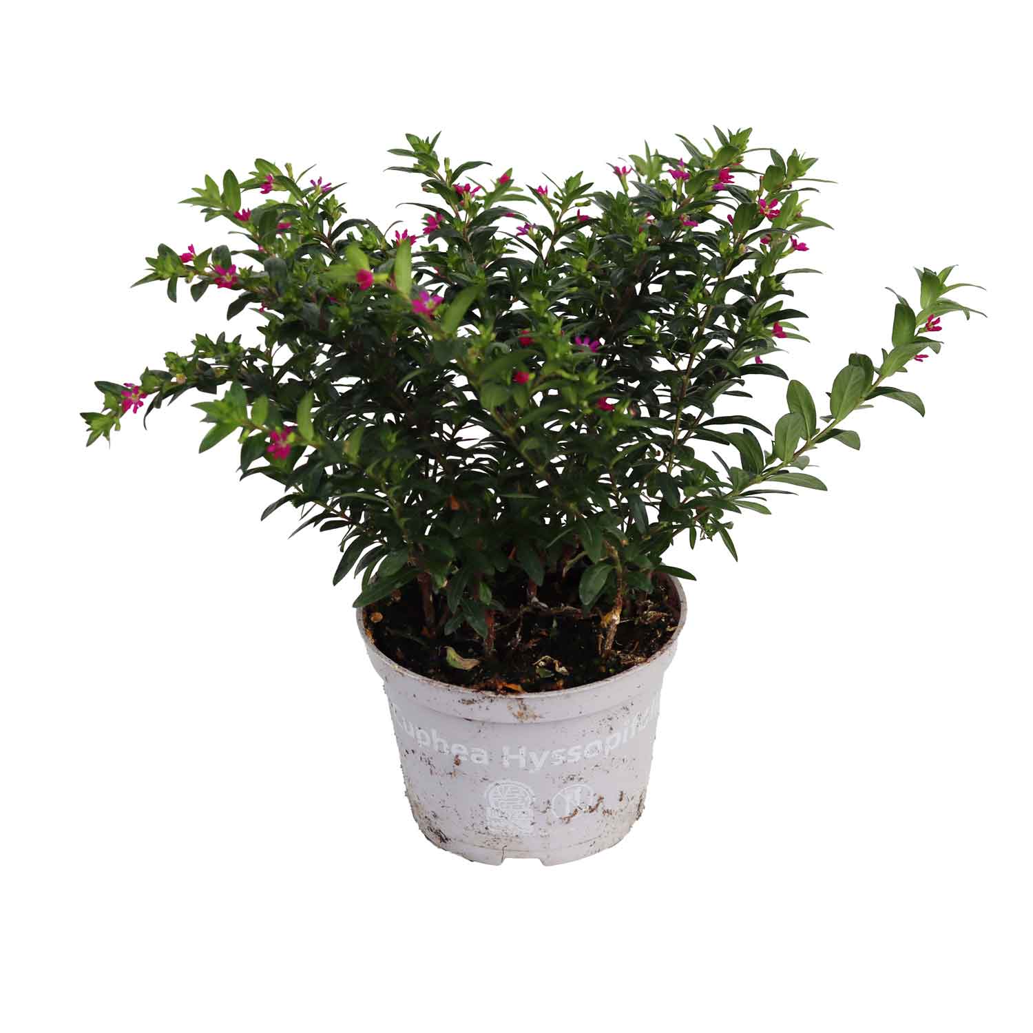 Japansk myrten - Cuphea hyssopifolia 10cm kruka