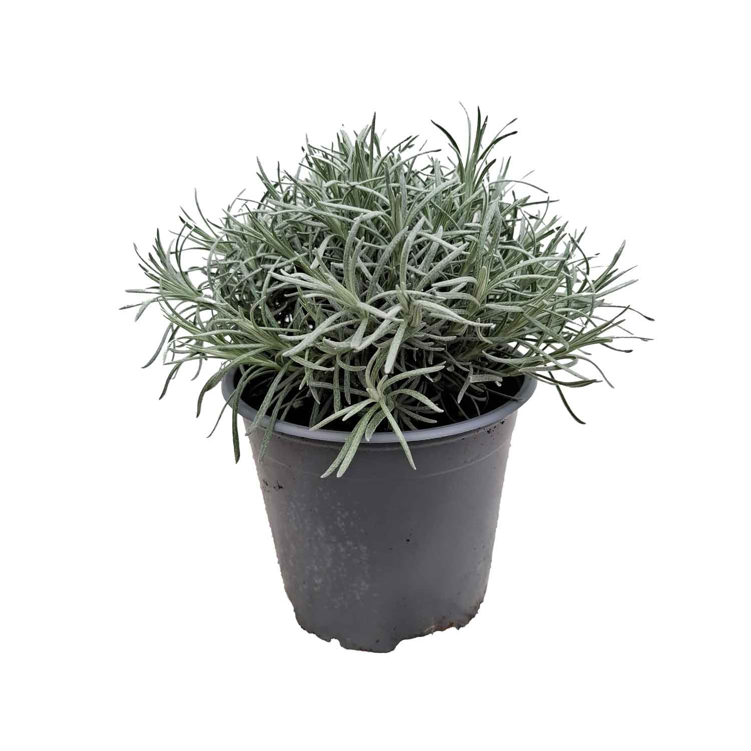 CURRY HERB BUSH D14- Helycrisum Italicum