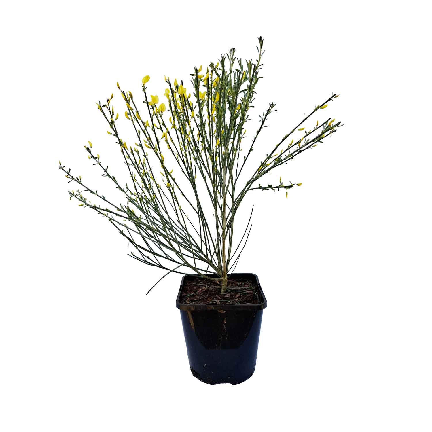Cytisus x praecox 'Allgold' 14cm