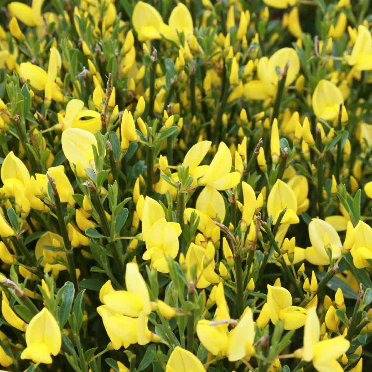 Cytisus x praecox 'Allgold' 14cm