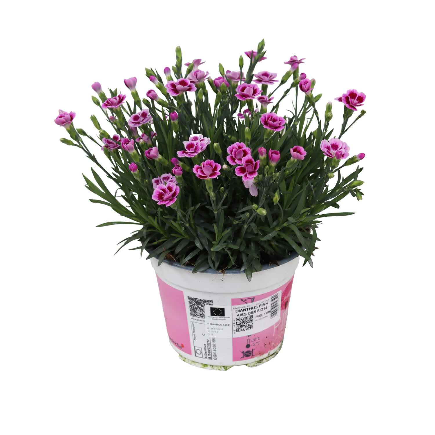 DIANTHUS PINK KISS BUSH D14