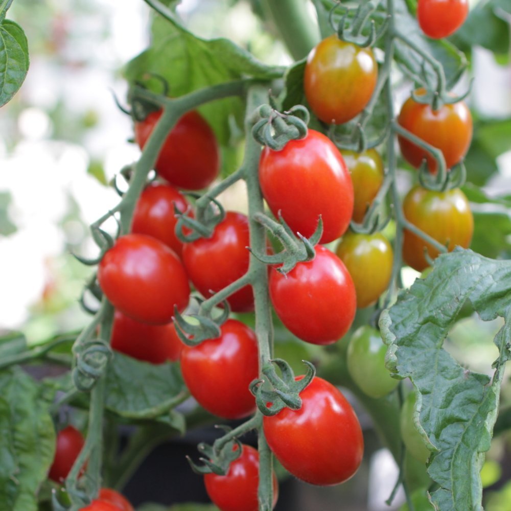 Tomato plant 'Luna' 11.5 cm. pot.