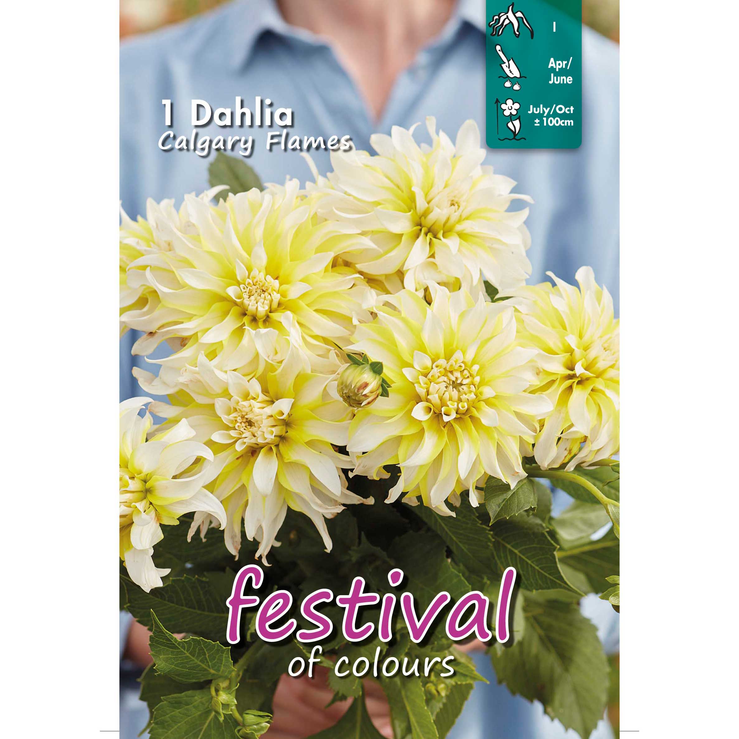 Dahlia Calgary Flames, dekorativa (x14x1), I *650980*