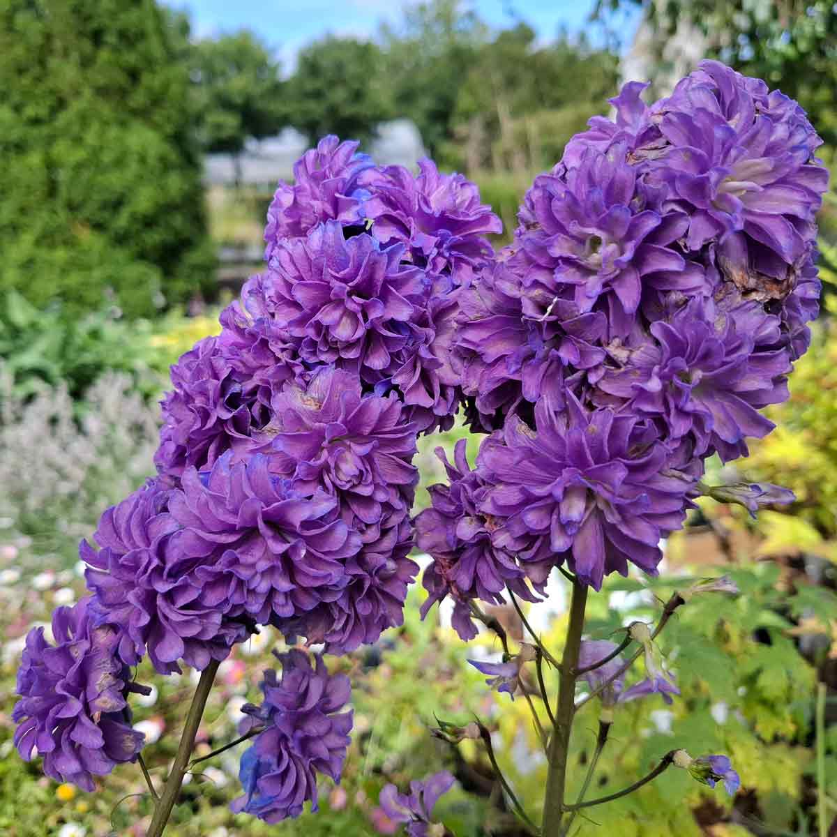 Delphinium hybrid 'Highlander Bolero'(R) 1 L