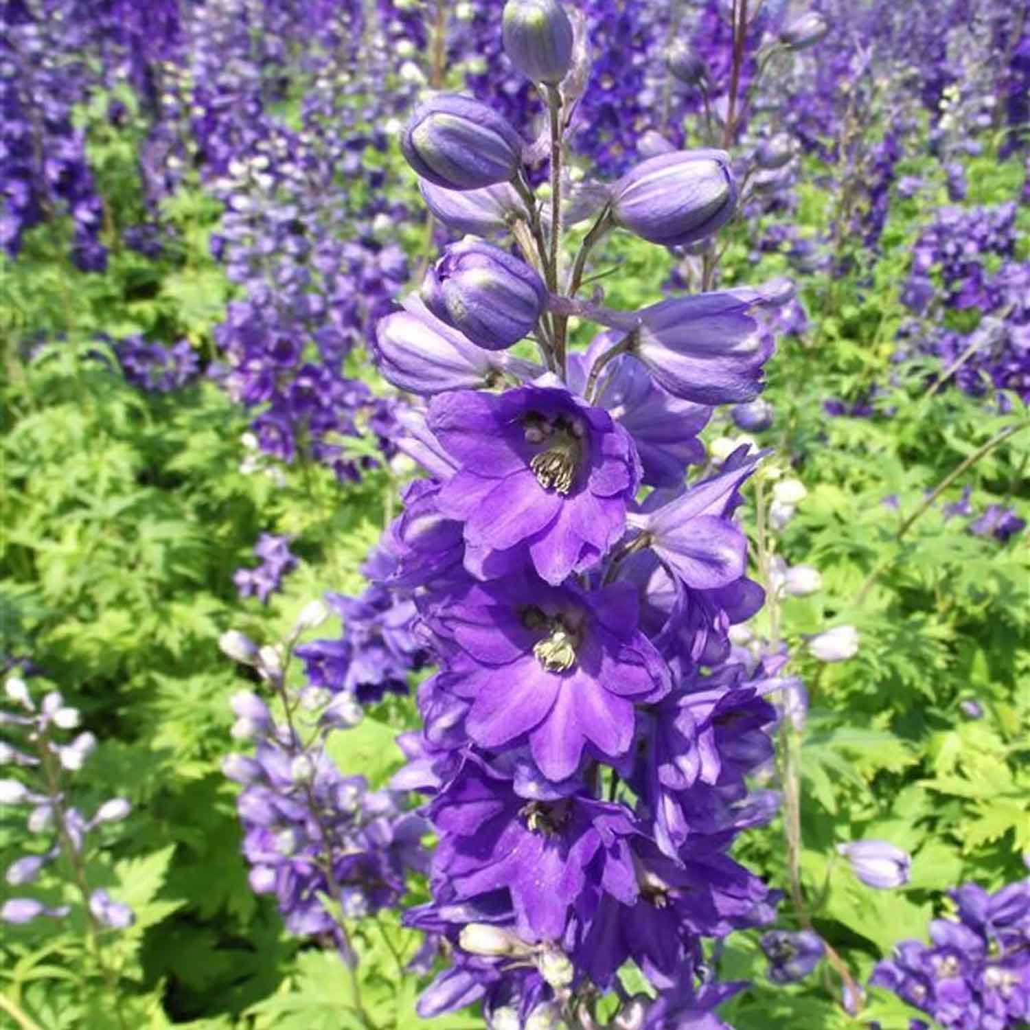 delphinium black knight plant Knight Spore