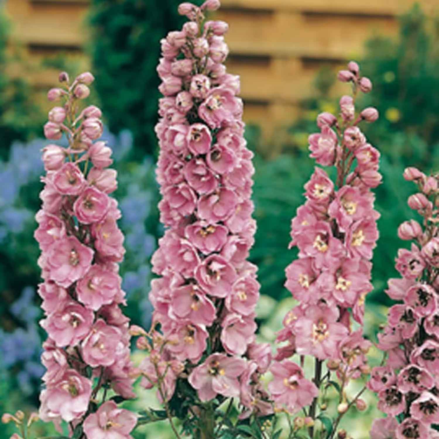 Delphinium (P) 'Astolat' P9