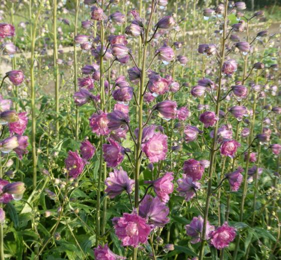 Delphinium hyb, Highlander 'Flamenco'(R) 1 L