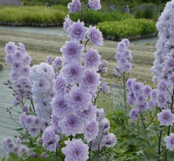 Delphinium hybr, 'Highlander Cha Cha'(R) 1L