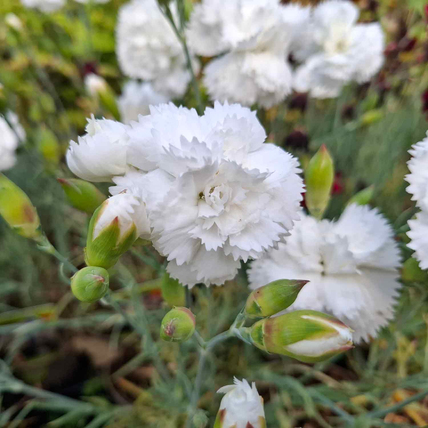 Dianthus plumarius 'Haytor White' 11C