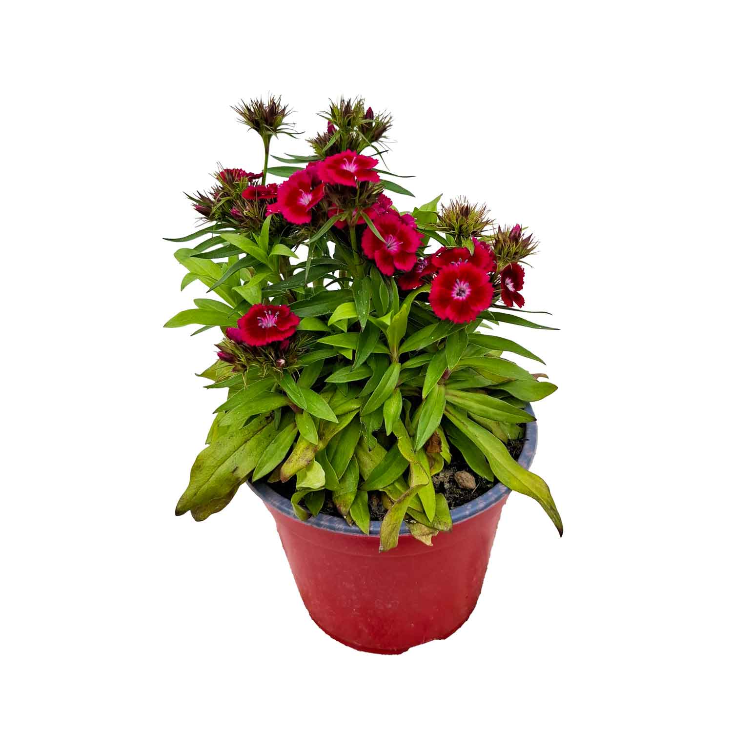 DIANTHUS BARBATUS CESP.D14