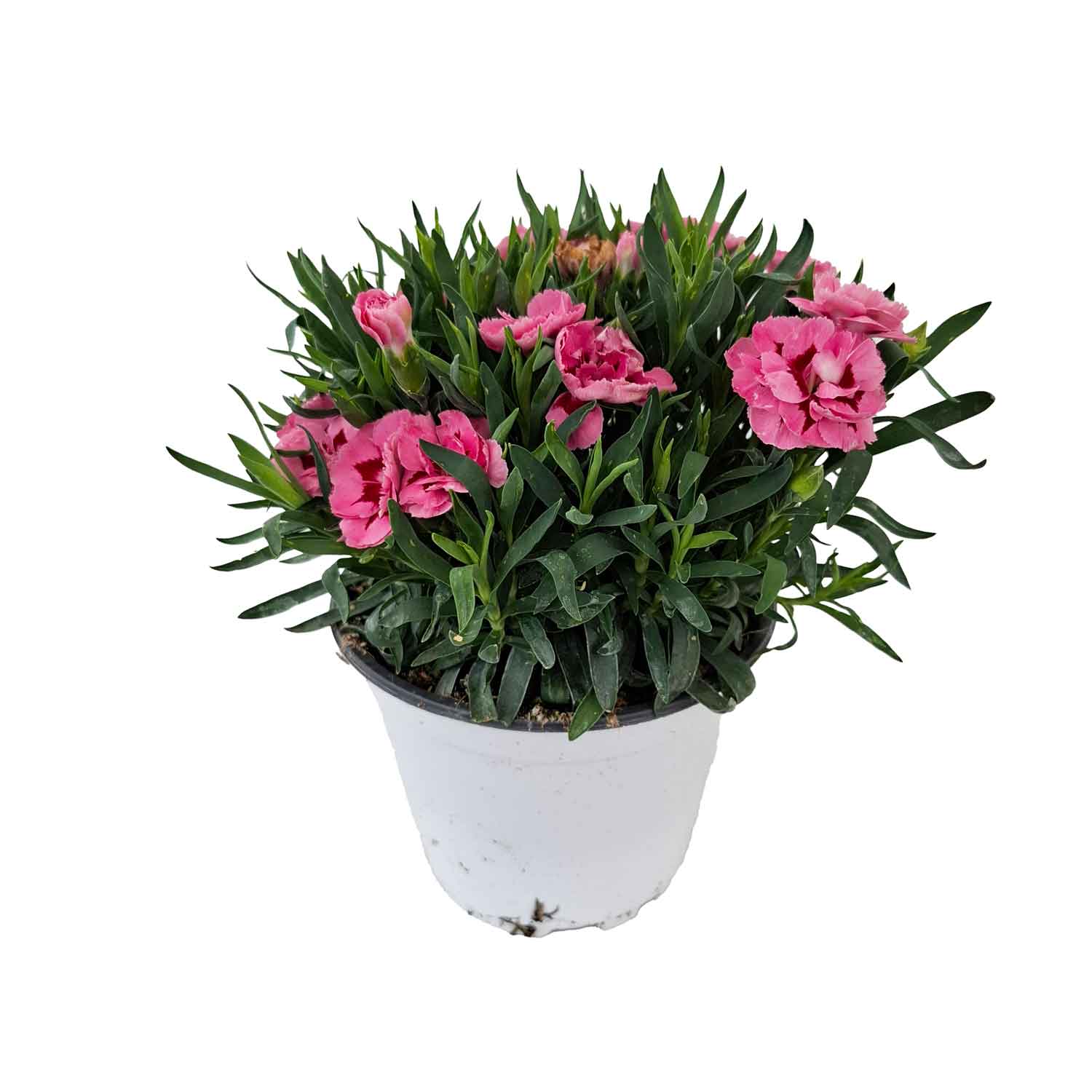 DIANTHUS OSCAR CESP.D14