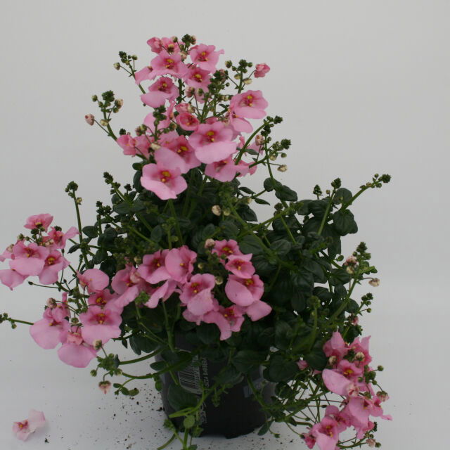 DIASCIA BARBERAE 11cm