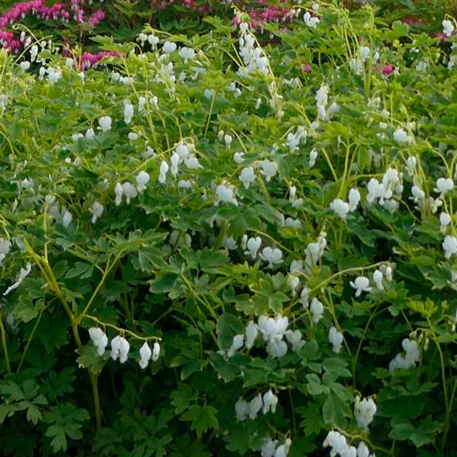 Dicentra spectabilis 'Alba' 2L