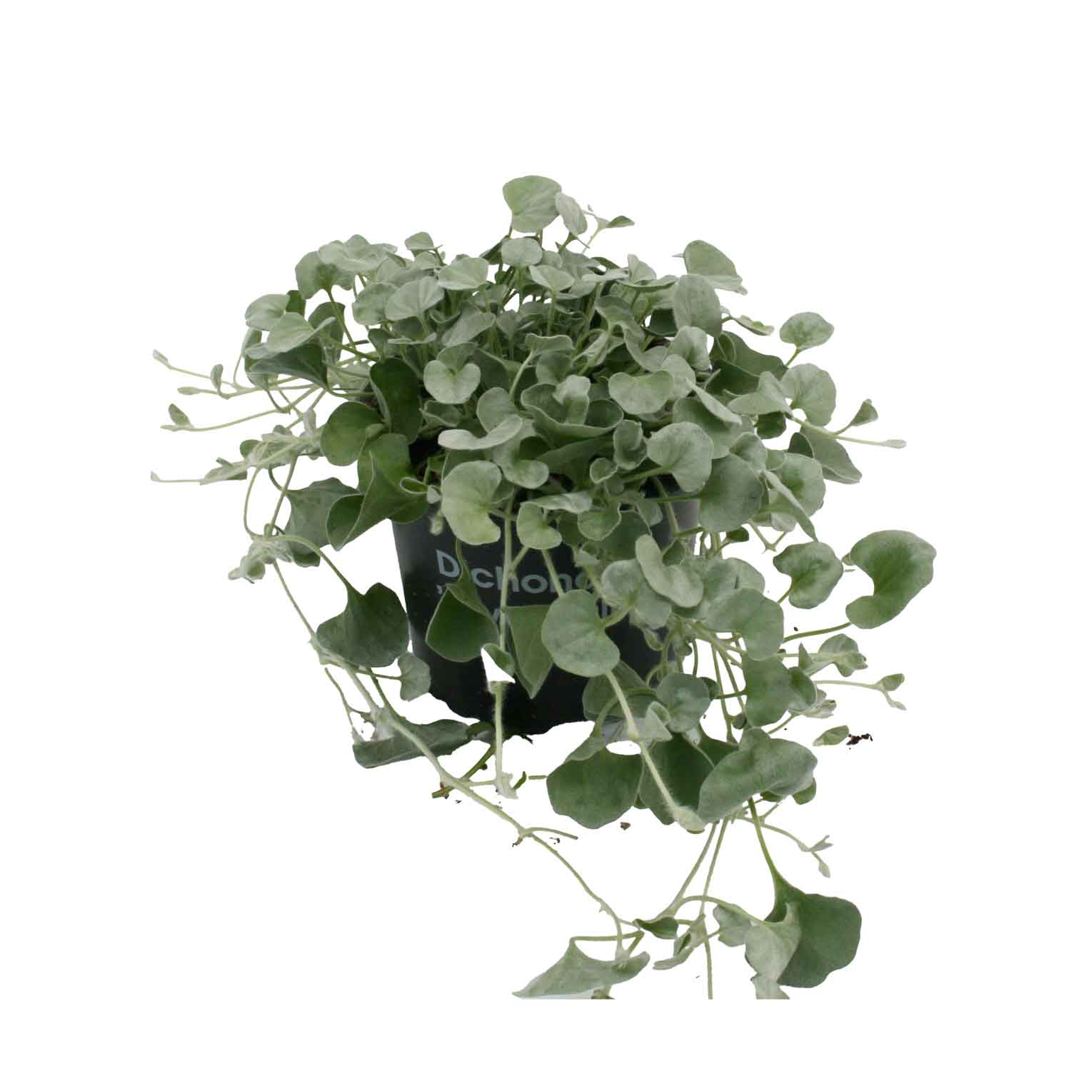 Dichonondra Argentea 'Silver Falls' 10,5cm